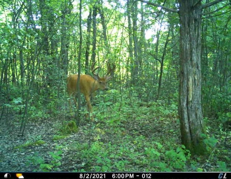 August 2021 Velvet Buck (Rub Tree)