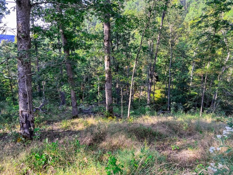 Calhoun, WV 101.8 AC Holly -18
