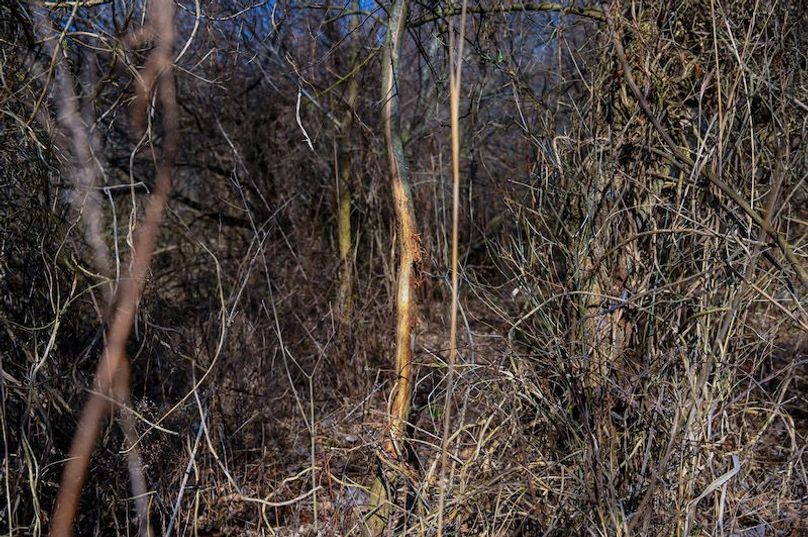 vandalia 450 (2)-1676