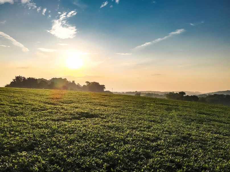 8 York 21.78 Krebs-05