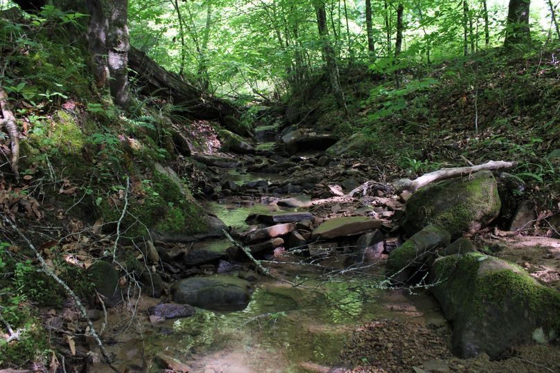 001 gorgeous spring fed stream through the main valley