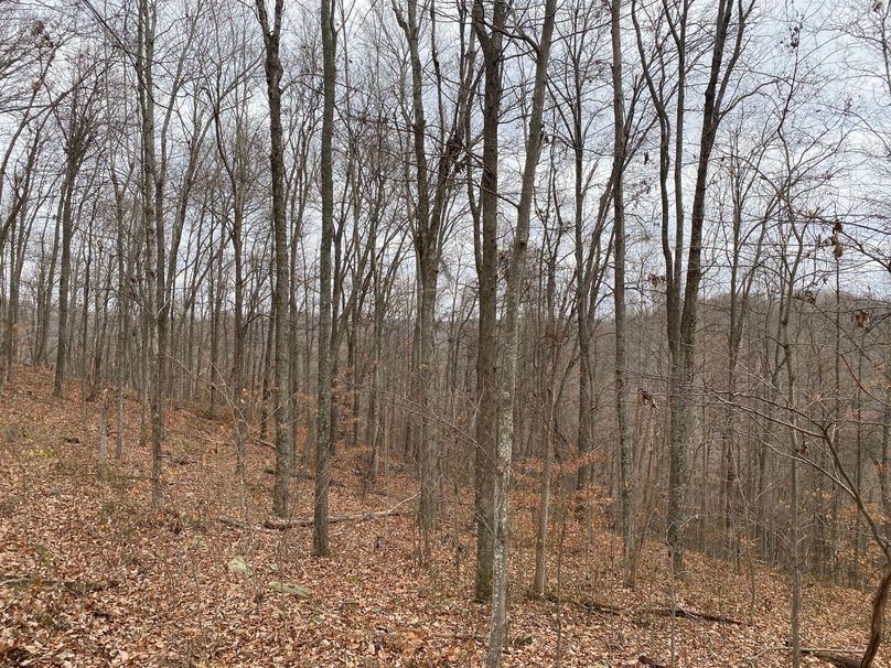 014 gentle slope just off the ridgetop in the north area of the property copy