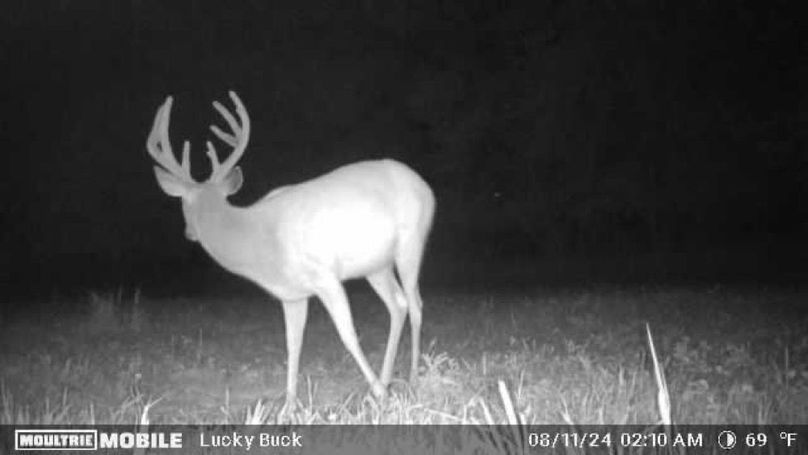 Trailcam11