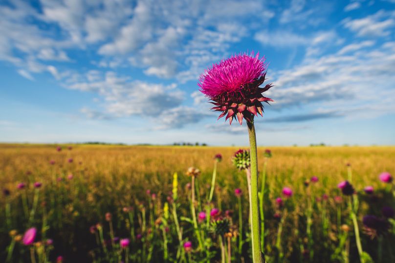 Douglas CO 35 Prettyman - 017 Bristle