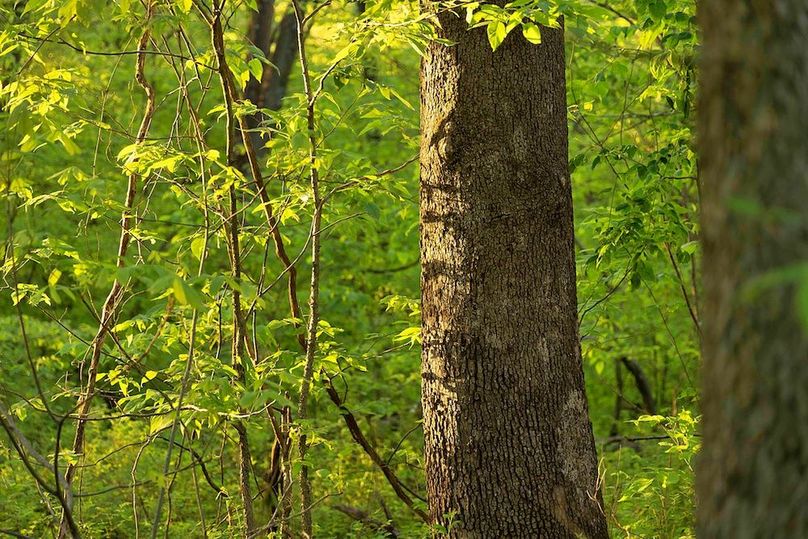 woods sycamore close