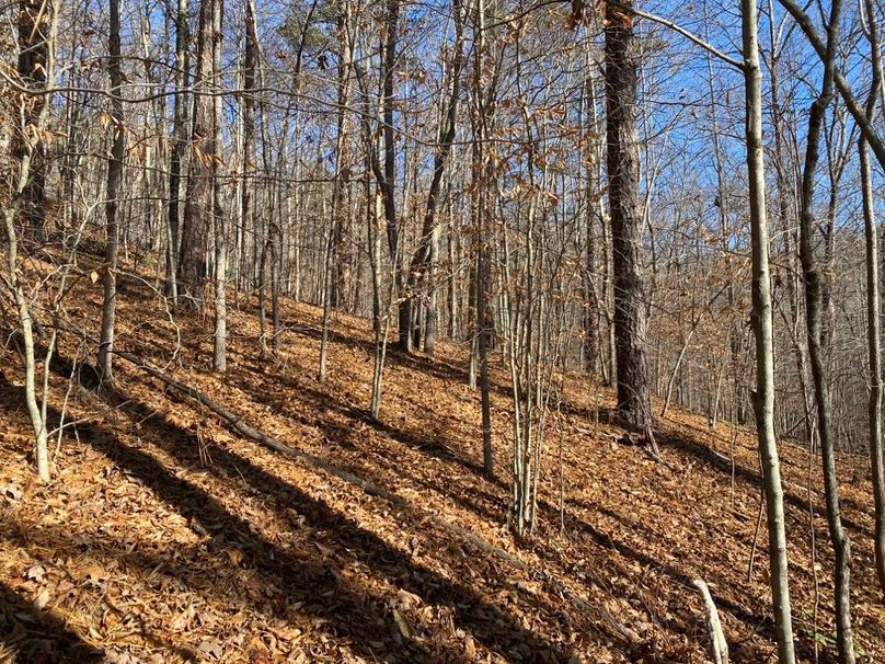 019 forested hardwood south facing slope