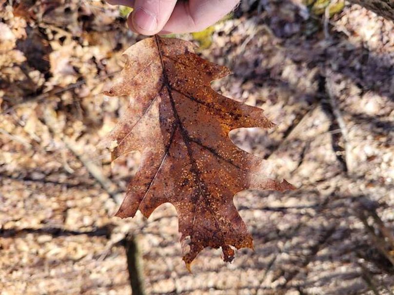 11067406-V3t6dxCMG33mRF7l