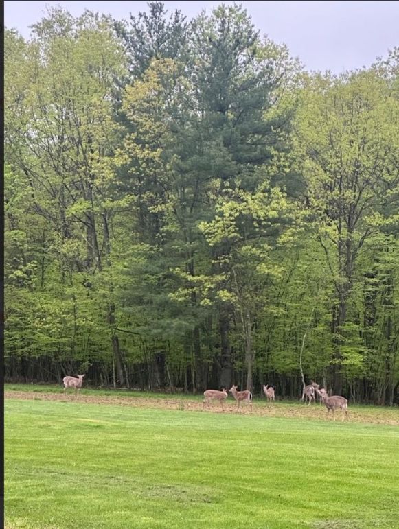 Deer herd