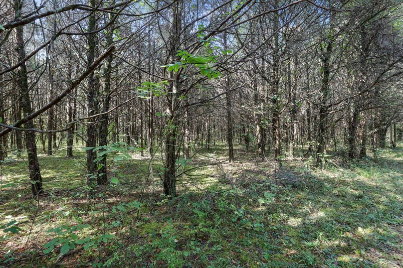 9-web-or-mls-A68A1135