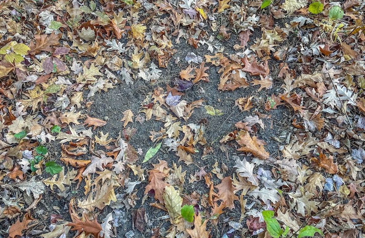 Portage 150.81 JMJK Prop-05