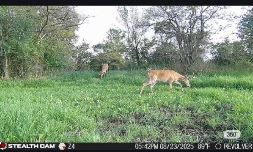 New Deer Trailcams (3)