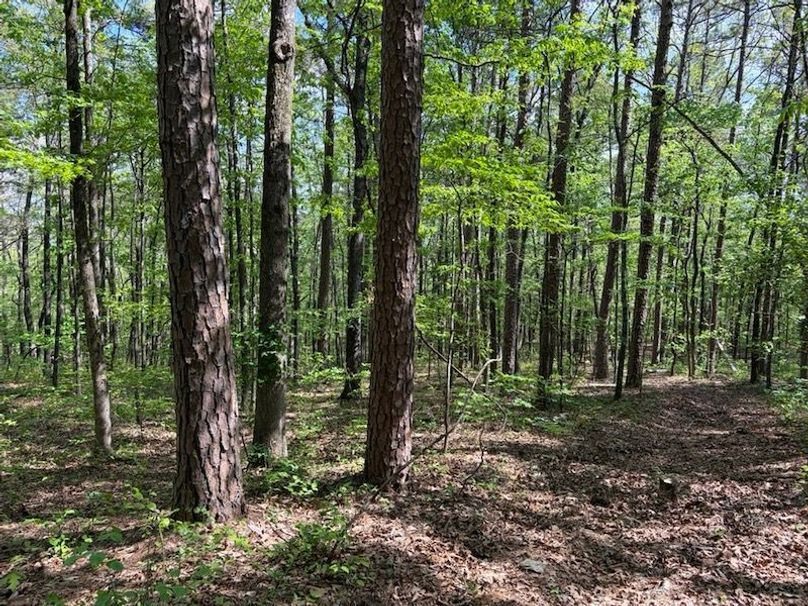 0043F41D-2E6B-4303-9A18-ED72A3B1D4B2_1_105_c