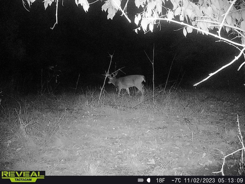 Copy of deer photos.176