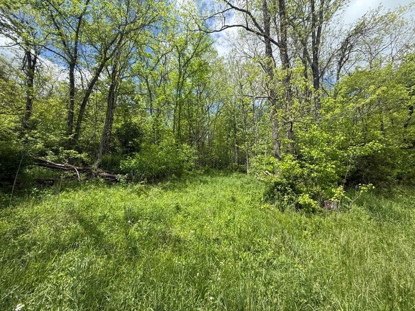 006 some of the transition areas from field to woods