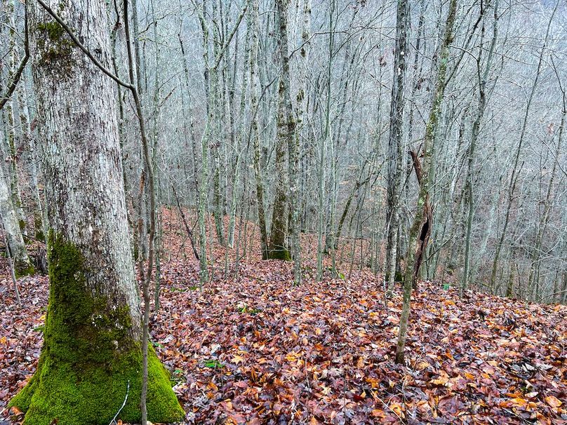 Calhoun, WV 225.69 AC Duffield-39