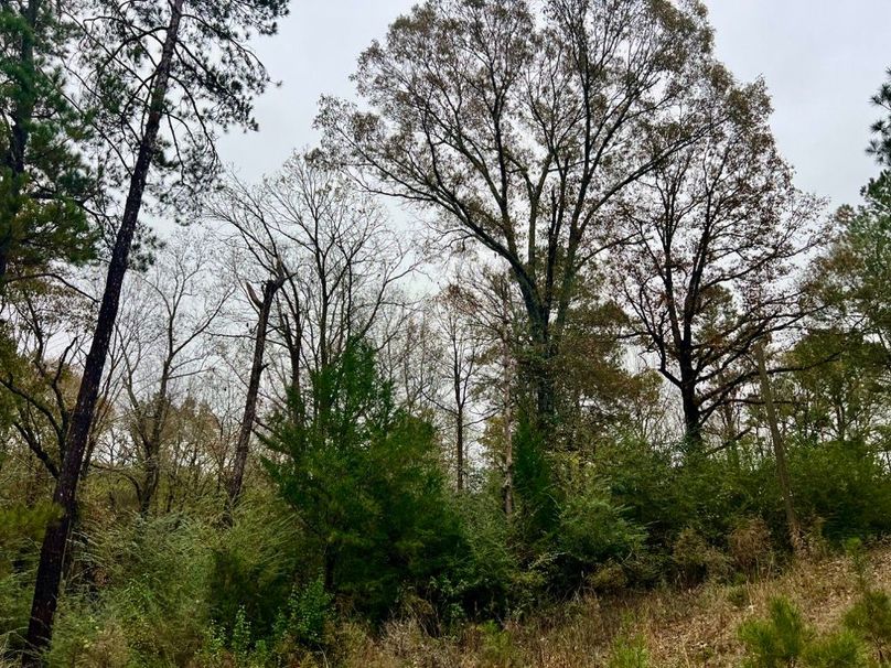 21AFE51C-BD72-43E9-B06E-465FF6AD4BA4_1_201_a