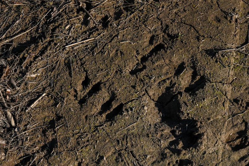 vandalia 450 (2)-2216