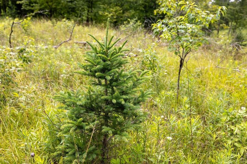 Mackinac 160 Leppiaho-18