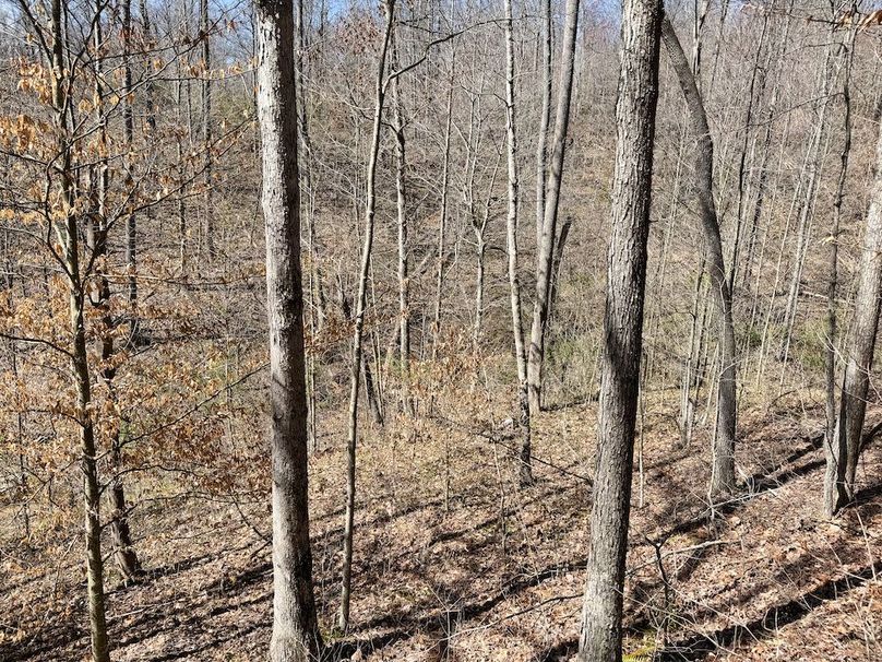 036 more nice timber mix