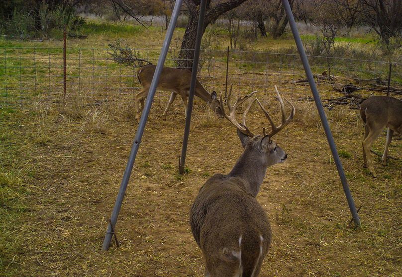 Brazos River Bottom Hunting Paradise Whitetail Properties