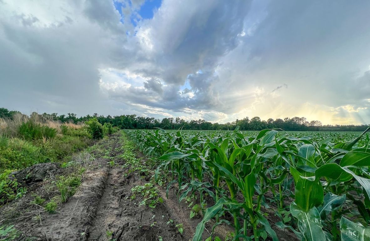 _ Picture #1 BRITTANY