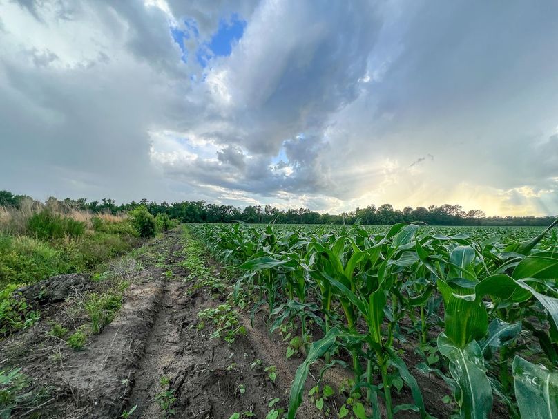 _ Picture #1 BRITTANY