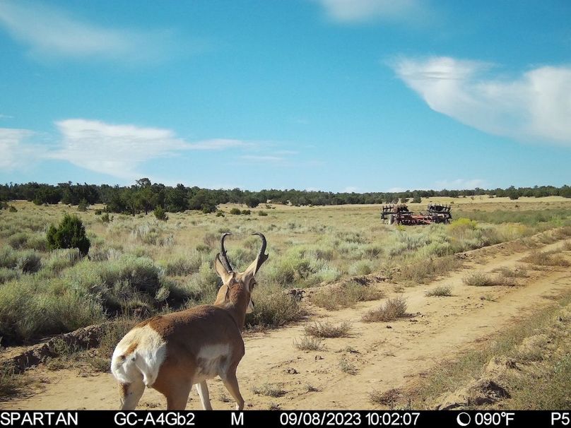 pronghorn buck 5