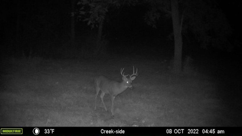 8 Oct 2022 Deer at creek