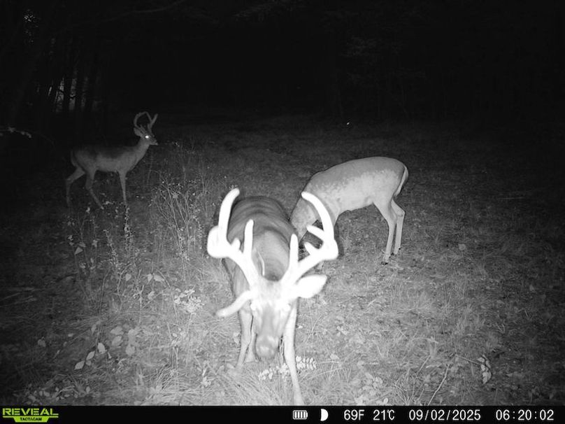 Clay 374.13 Trail Cam Photo-1
