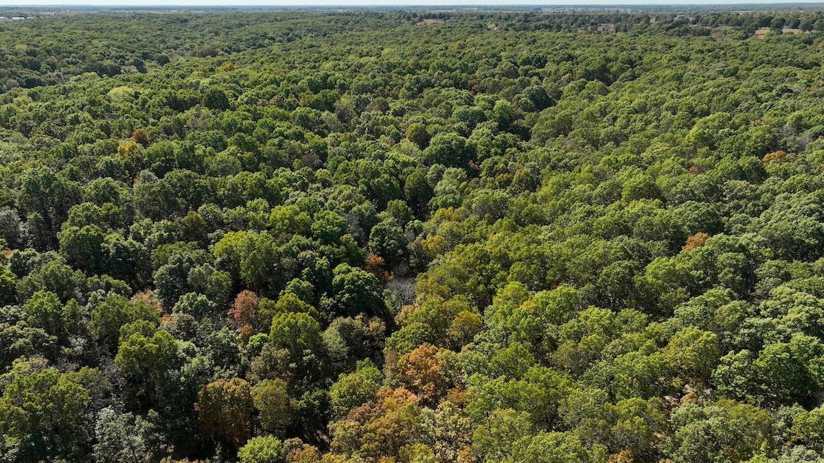 Affordable Wooded Land For Sale Near Mount Vernon Whitetail Properties