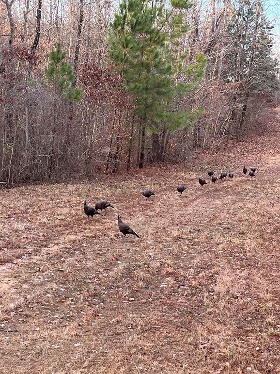 Benton 133.5 Trail Cam-10