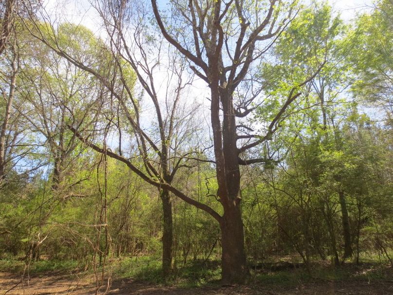 48FF4E31-081A-42B1-A417-971933A5F668_1_105_c