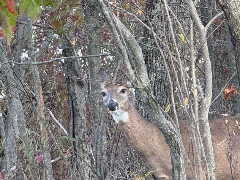 Chemung_184.12_Sterling 10