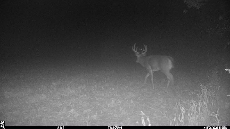 Copy of deer photos.220