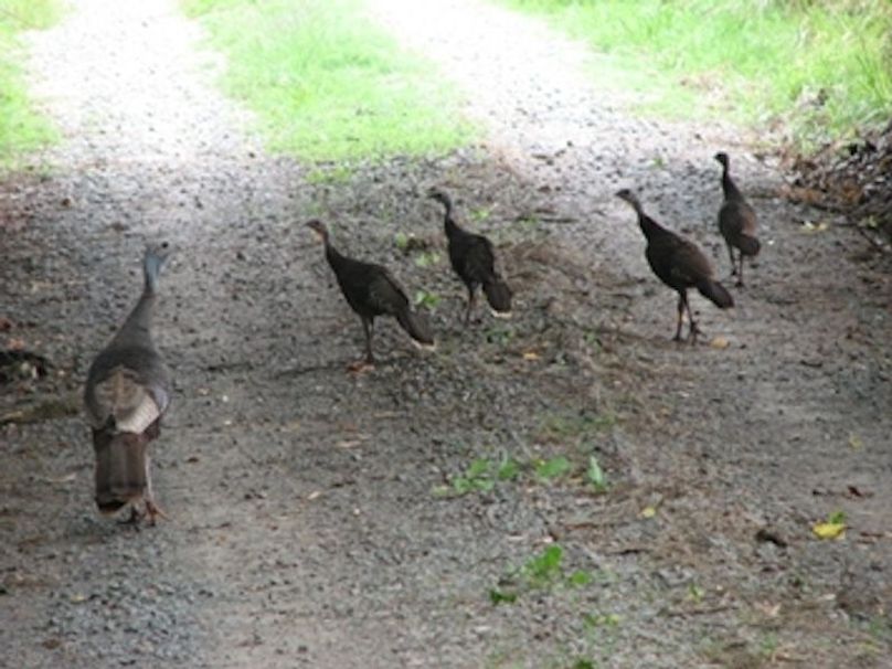lots of turkeys