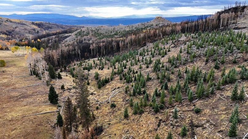 DJI_20250927082735_0033_D