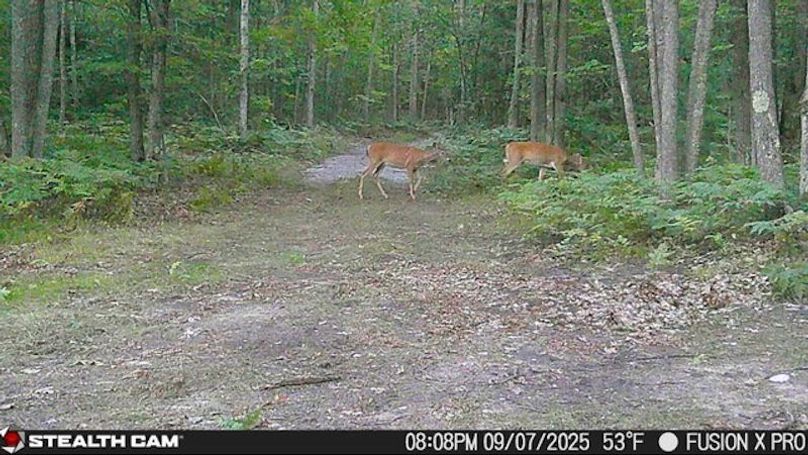 Atlanta - Does Feeding