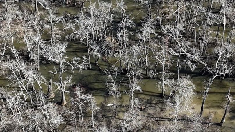 swamp20260501_0221