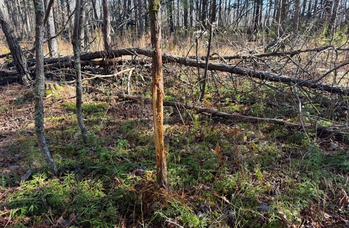 005 nice buck rub, showing evidence of the deer population in the area
