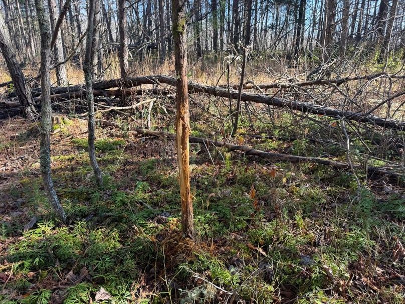 005 nice buck rub, showing evidence of the deer population in the area