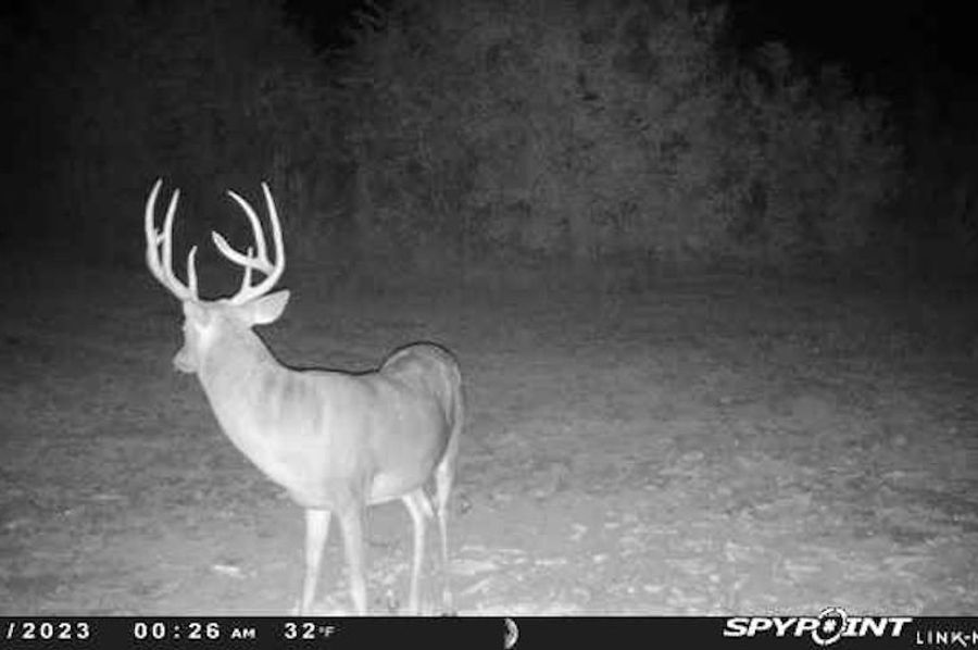 trail cam 7