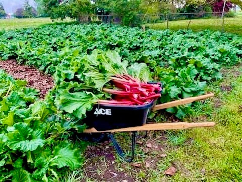 Rhubarb