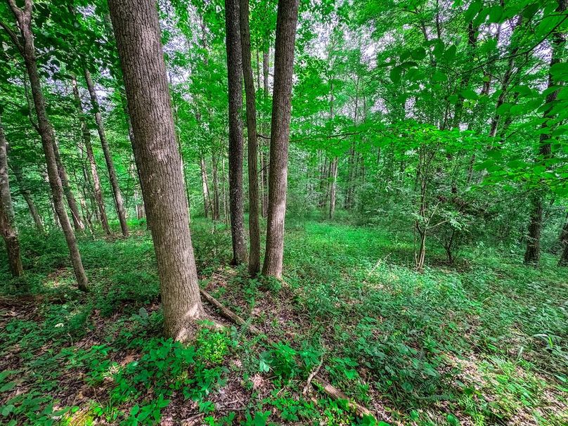 Doddridge, WV 15.68 AC Bonnett-74