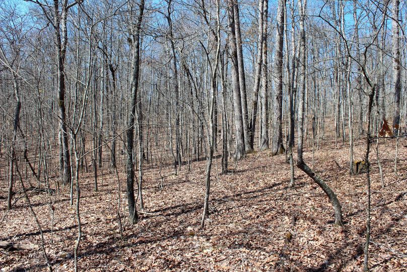 026 open hardwood ridgetop flat in the north tract