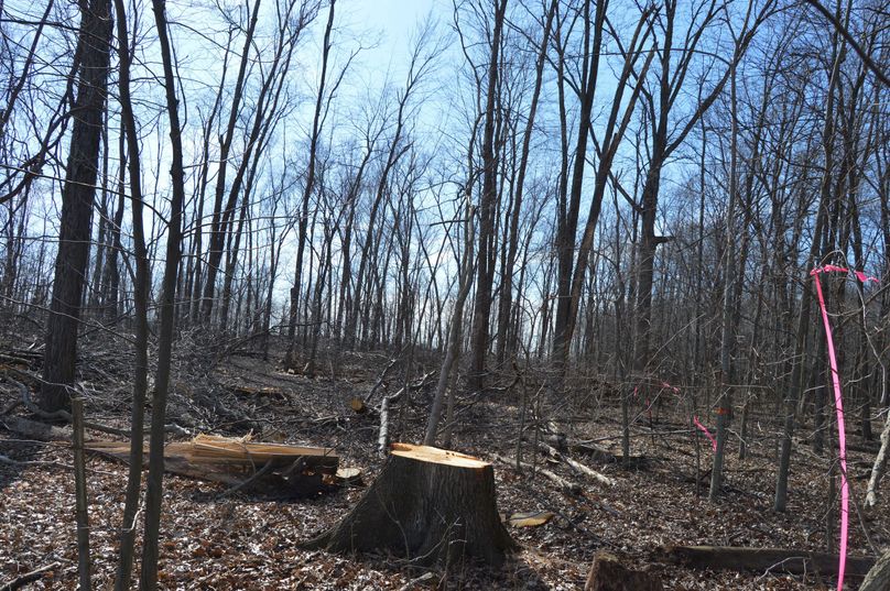 looking alng north property line