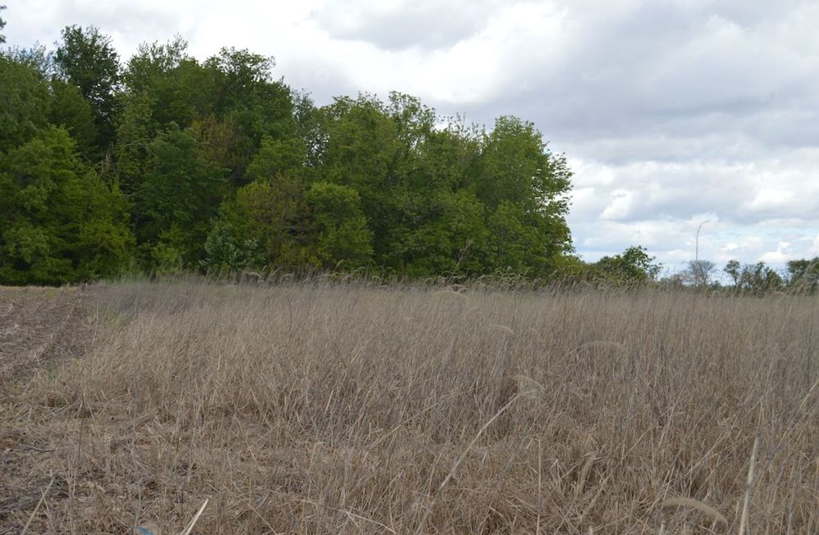 east border of grassy area