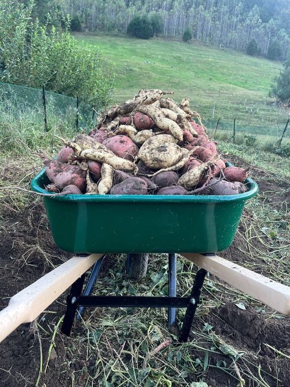 041 break out the butter and brown sugar!  YUM YAM_