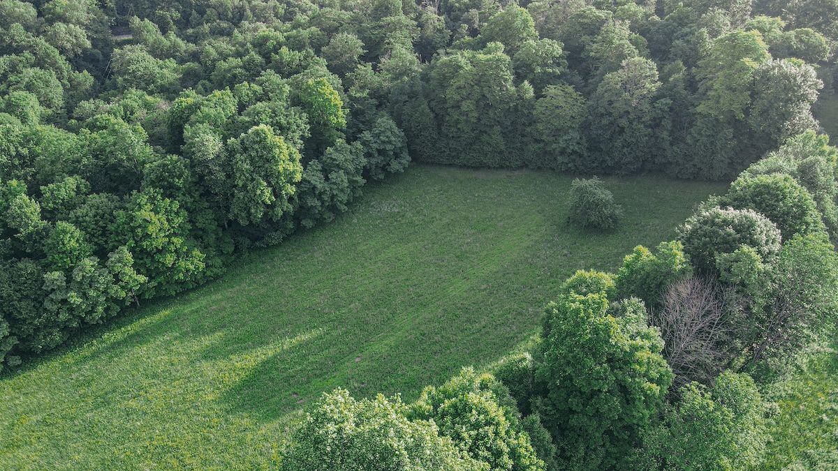 Wooded Tract With Fields For Sale Near Eglon Whitetail Properties