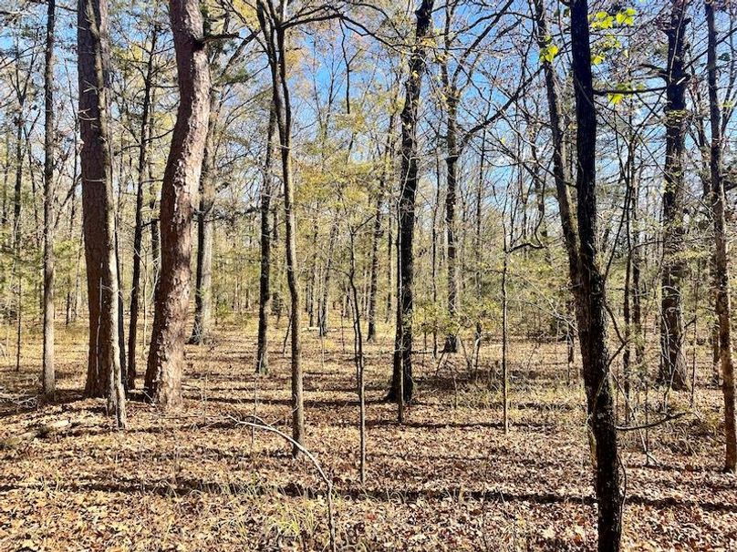 Beautiful HWY Frontage Near Nimrod Lake Whitetail Properties