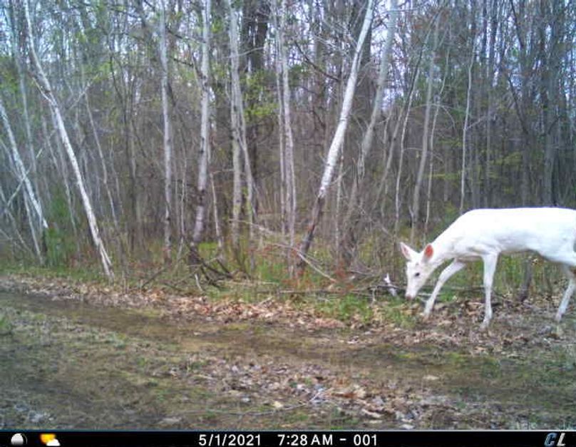 White Doe